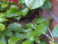 Amsel brütet live