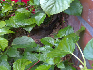 Amsel brütet live