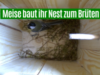 Meise brütet und baut Nest