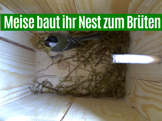 Meise brütet und baut Nest