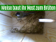 Meise brütet und baut Nest