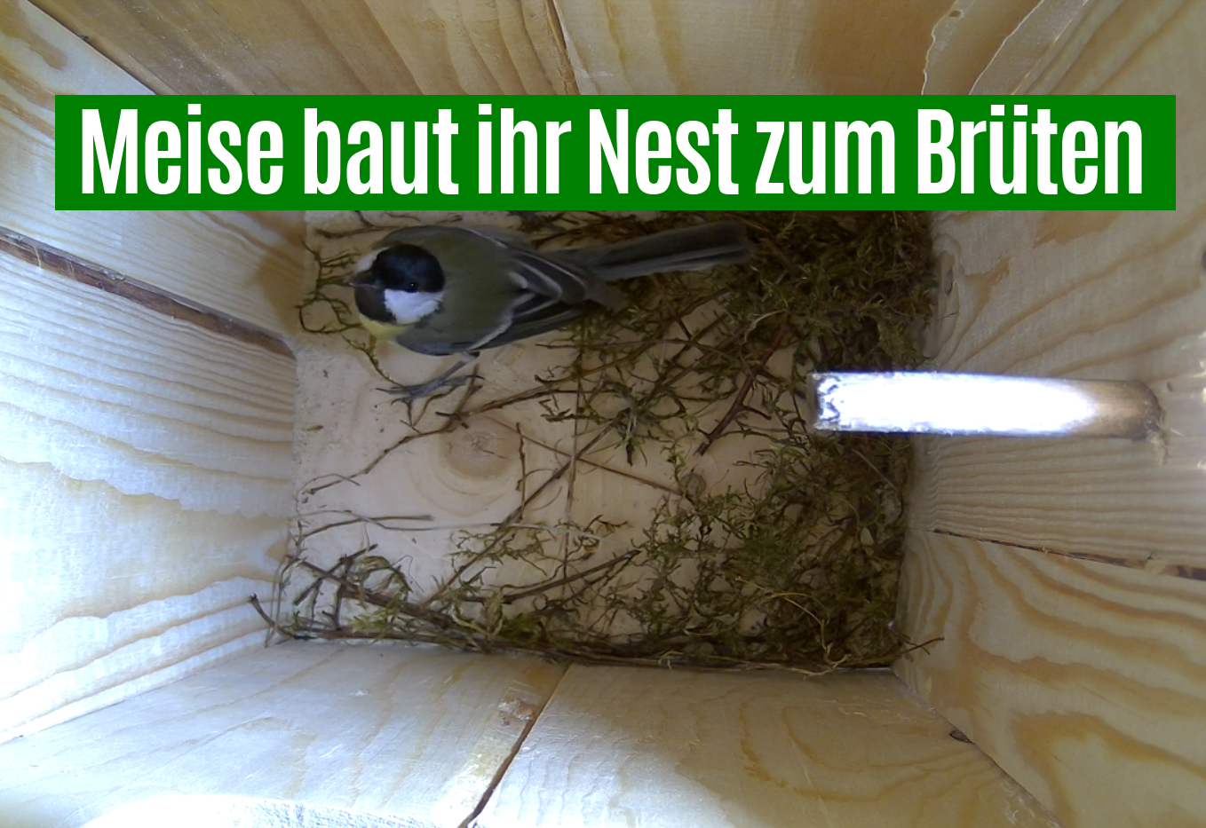 Meise brütet und baut Nest Meise brütet und baut Nest
