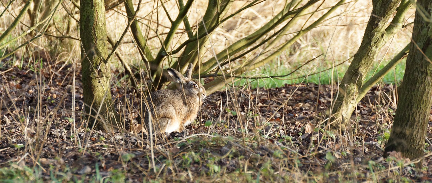 Feldhase verursacht im Garten Schaden an durch Verbiss