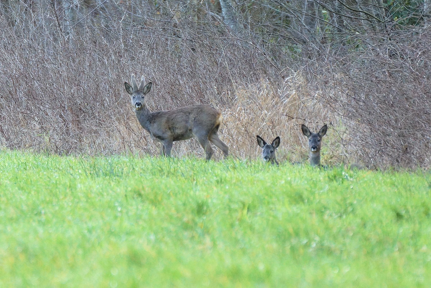 Rehwild im Garten Verbiss