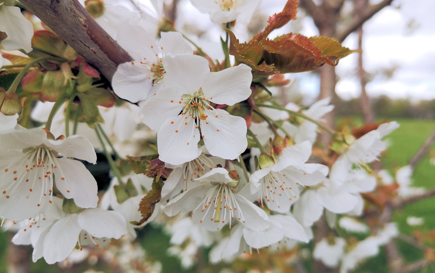 Blüten zur Honigproduktion