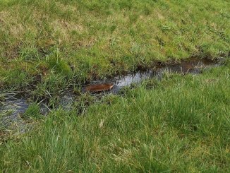 Bisamratte im Graten im Wasser