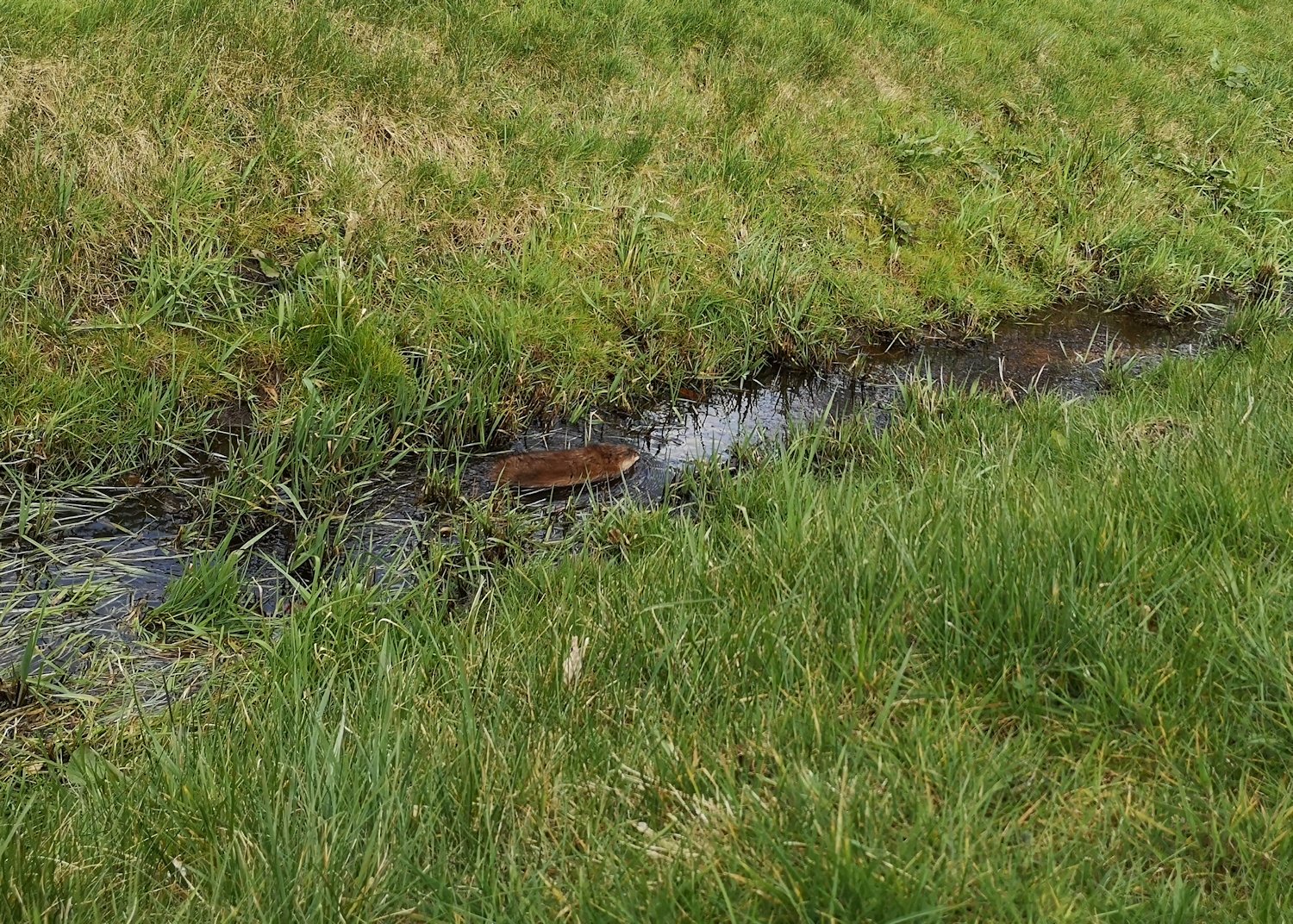 Bisamratte im Graten im Wasser