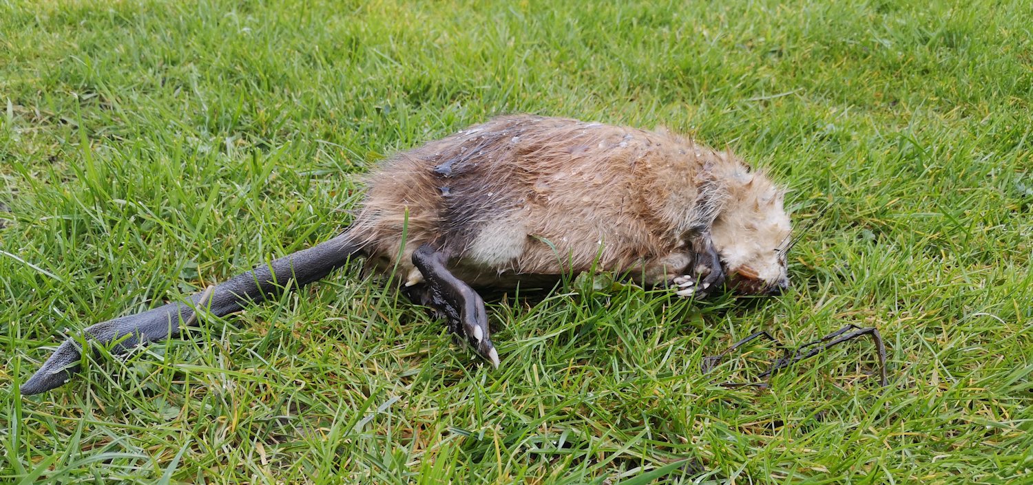 Lebendfalle Bisam Bisamratten Mit Lebendfallen XSOVJM