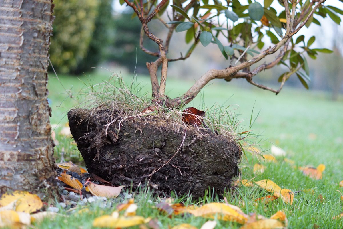 richtig Pflanzen Ballen